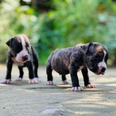 Boxer puppies for sale in Ajmer