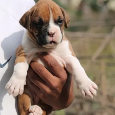 Boxer puppies for sale in Bikaner