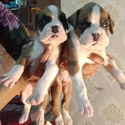 Boxer puppies for sale in Bikaner