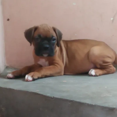 Boxer puppies for sale in Ajmer