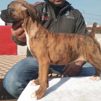 Boxer puppies for sale in Gurgaon