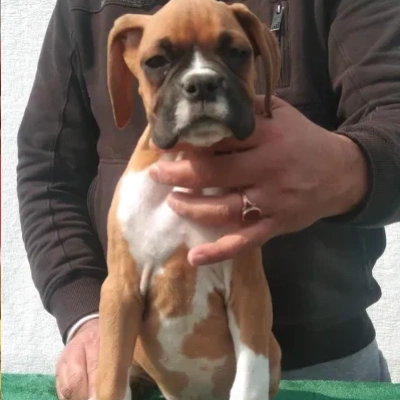 Boxer puppies for sale in Bikaner