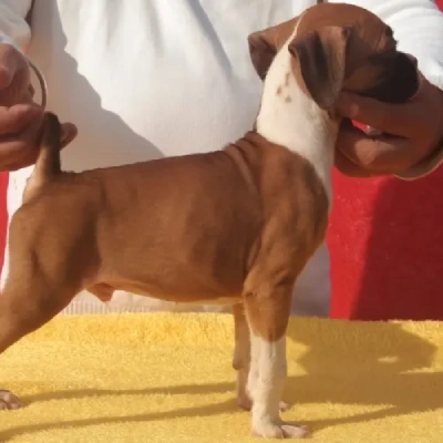 Boxer puppies for sale in Ajmer