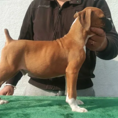 Boxer puppies for sale in Gurgaon