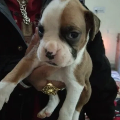 Boxer puppies for sale in Bikaner