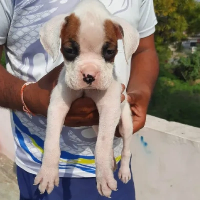 Boxer puppies for sale in Bikaner