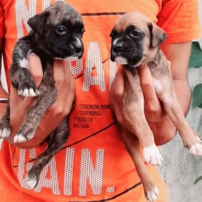 Boxer puppies for sale in Jodhpur