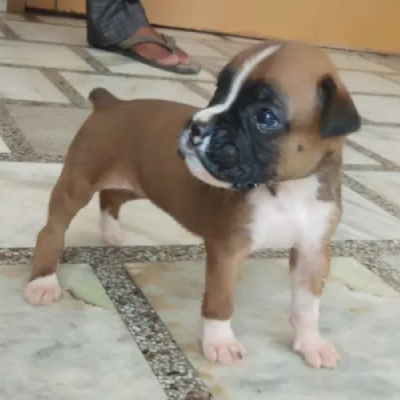 Boxer puppies for sale in Ajmer