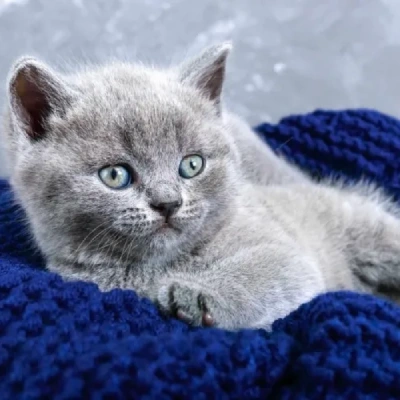 British Shorthair puppies for sale