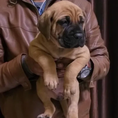 Bullmastiff puppies for sale in Udaipur