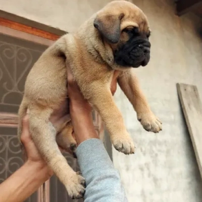 Bullmastiff puppies for sale in Vijayawada