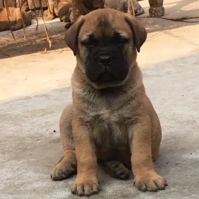 Bullmastiff puppies for sale in Udaipur