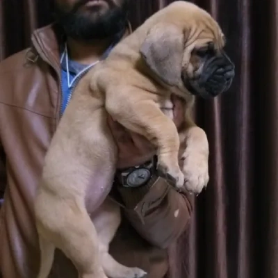 Bullmastiff puppies for sale in Udaipur