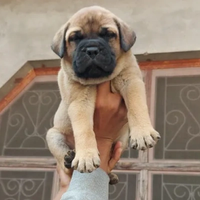 Bullmastiff puppies for sale in Udaipur