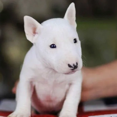 Bull Terrier puppies for sale in Vijayawada