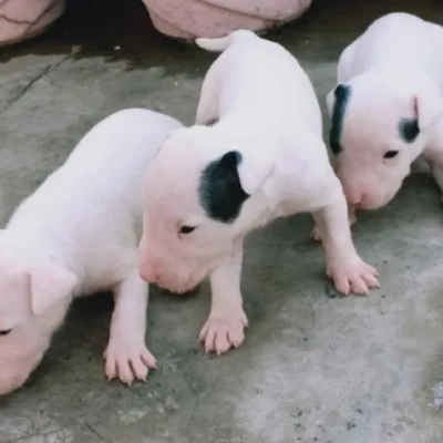 Bull Terrier puppies for sale in Vijayawada