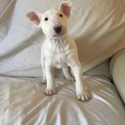 Bull Terrier puppies for sale in Vijayawada