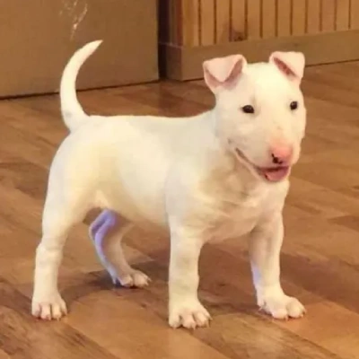 Bull Terrier puppies for sale in Vijayawada