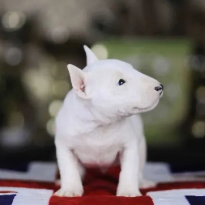 Bull Terrier puppies for sale in Vijayawada