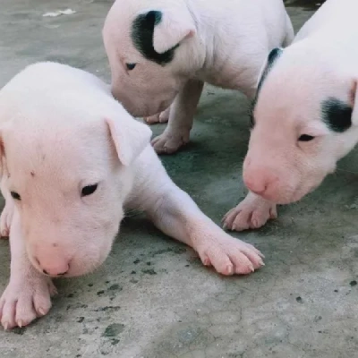 Bull Terrier puppies for sale in Jodhpur