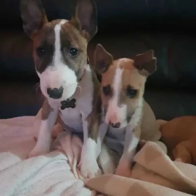 Bull Terrier puppies for sale in Vijayawada