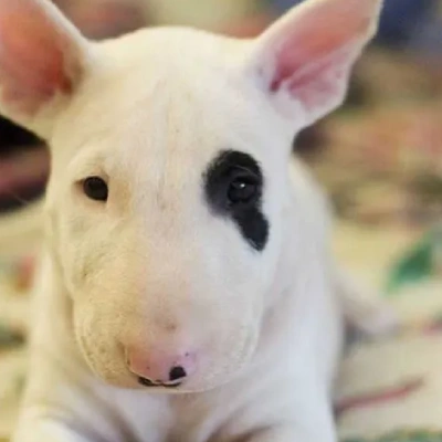 Bull Terrier puppies for sale in Bikaner