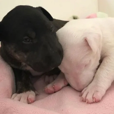 Bull Terrier puppies for sale in Bikaner