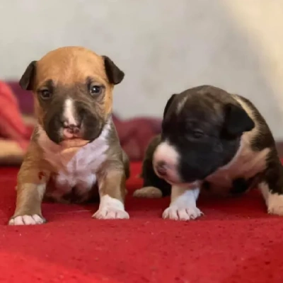 Bull Terrier puppies for sale in Jodhpur