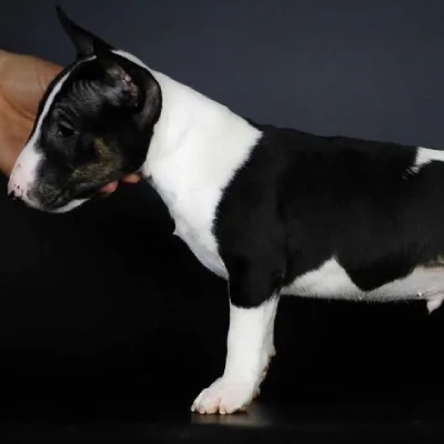 Bull Terrier puppies for sale in Jodhpur