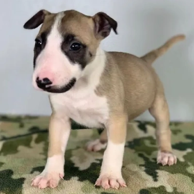 Bull Terrier puppies for sale in Vijayawada