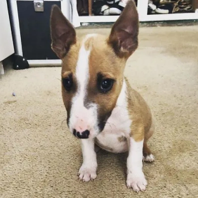 Bull Terrier puppies for sale in Jodhpur