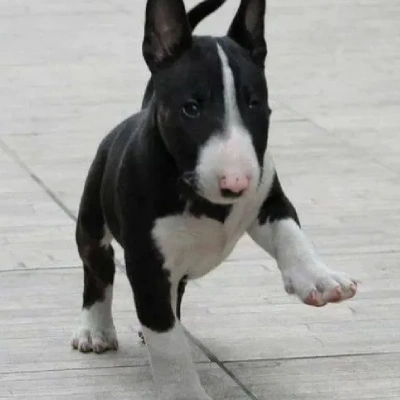 Bull Terrier puppies for sale in Jodhpur