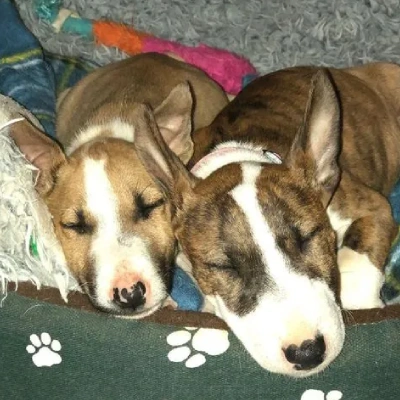 Bull Terrier puppies for sale in Vijayawada