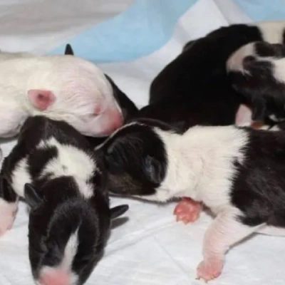 Bull Terrier puppies for sale in Bikaner