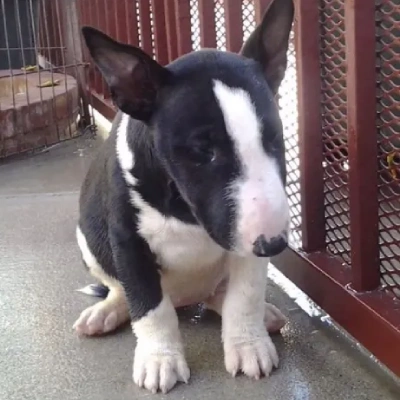 Bull Terrier puppies for sale in Vijayawada