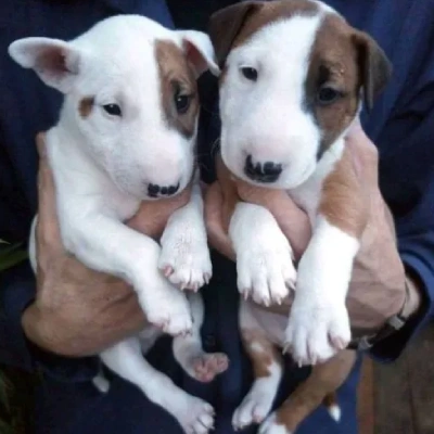 Bull Terrier puppies for sale in Vijayawada