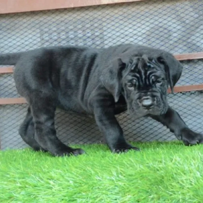 Cane Corso puppies for sale in Vijayawada