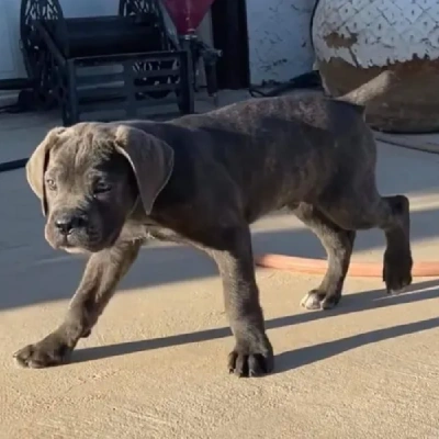 Cane Corso puppies for sale in Vijayawada