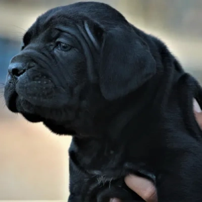 Cane Corso puppies for sale in Udaipur