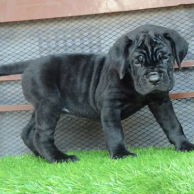 Cane Corso puppies for sale in Udaipur