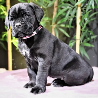 Cane Corso puppies for sale in Udaipur