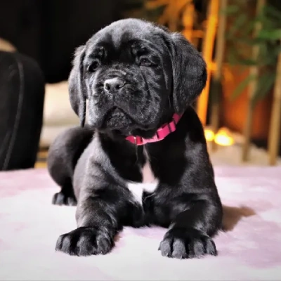 Cane Corso puppies for sale in Vijayawada