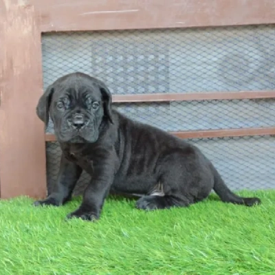 Cane Corso puppies for sale in Vijayawada