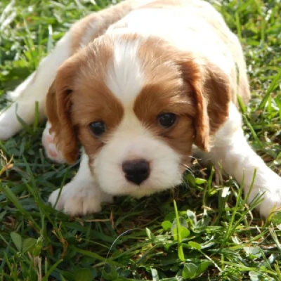 Cavalier King Charles Spaniel puppies for sale in Bikaner