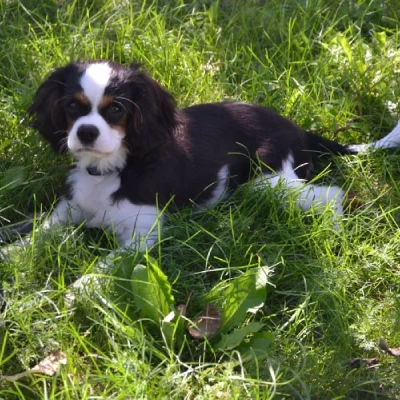 Cavalier King Charles Spaniel puppies for sale in Jodhpur