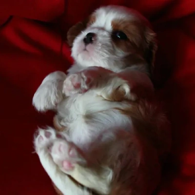 Cavalier King Charles Spaniel puppies for sale in Kota