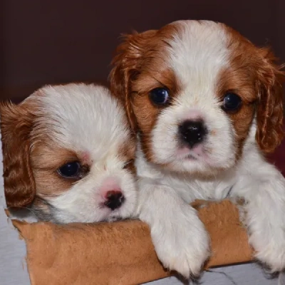 Cavalier King Charles Spaniel puppies for sale in Kota