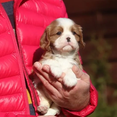 Cavalier King Charles Spaniel puppies for sale in Kota