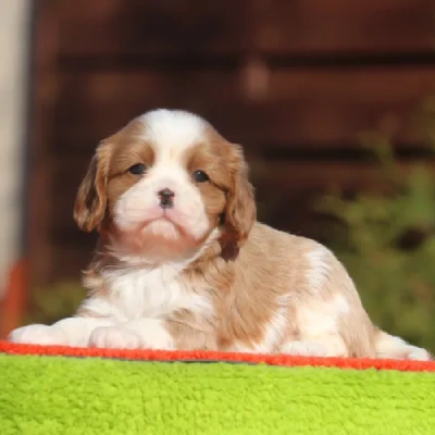 Cavalier King Charles Spaniel puppies for sale in Jodhpur