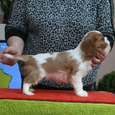 Cavalier King Charles Spaniel puppies for sale in Bikaner